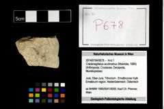 Foto (Objekt + Etikett) von Cracensigillatus acutirostrus (Moericke, 1889)  (NHMW-GEO-2014-0194-0678)